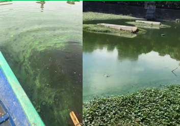藍(lán)藻治理-武漢墨水湖項(xiàng)目